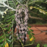 Sophora tomentosa L.